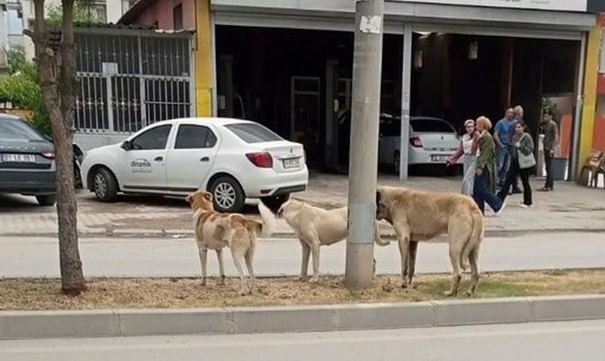 Adana'da korkunç köpek saldırısı! Yetersiz önlemler bir can daha aldı