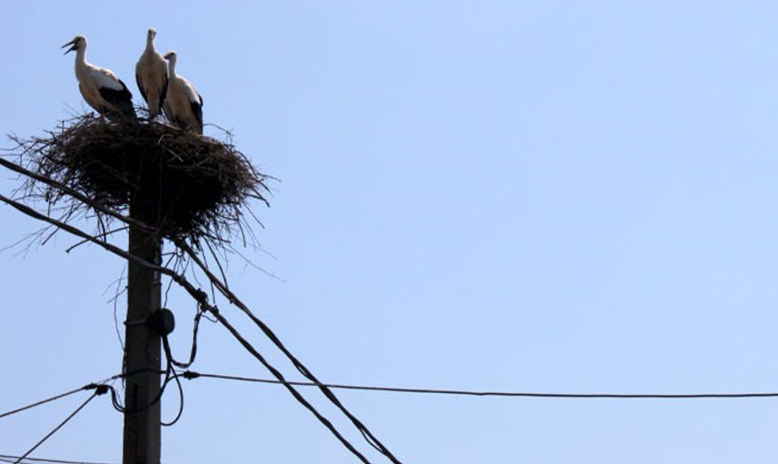 Adana’da Telefon Direklerinden Leyleklere Yuva Yapıldı
