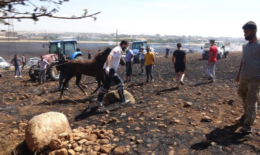 Adıyaman’da Çıkan Yangın Hayvanlara Zarar Verdi