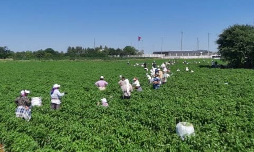 Edirne'de 35 derece sıcaklıkta karaağaç acı biberi hasadı başladı