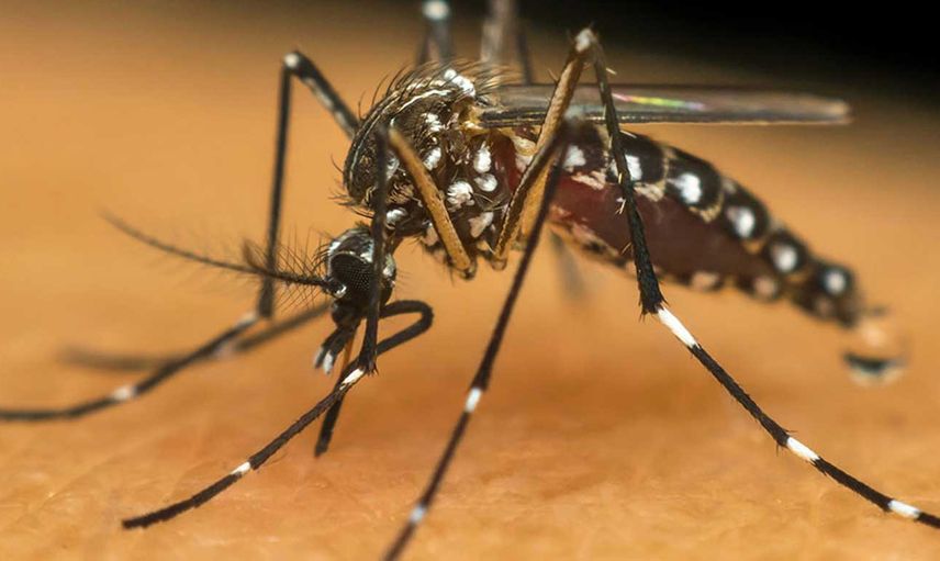 AEDES'te korkutan uyarı: Ciddi salgınlar ile karşı karşıya kalabiliriz! Ölümcül hastalıklara sebebiyet veriyor
