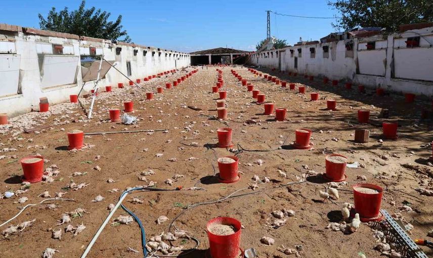 Adana'da şiddetli fırtına tarım tesislerine büyük zarar verdi