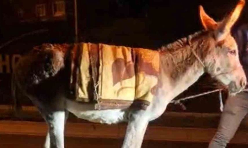 Ankara'da kaybolan eşek, yediemin otoparkında sahibini bekliyor