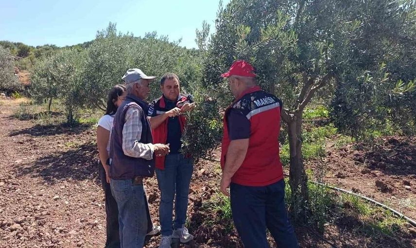 Akhisar'da zeytin üreticilerine hastalık ve zararlı uyarısı