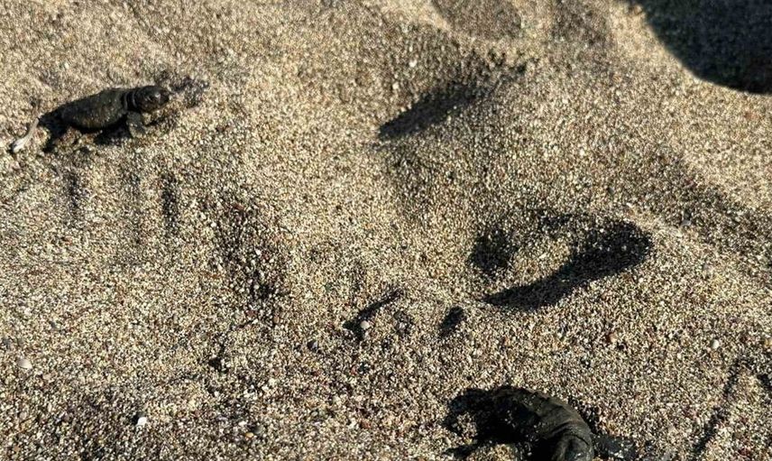Çıralı'da caretta carettaların son yuvası açıldı