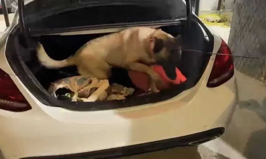 Narkotik dedektör köpeği Şila, operasyonda 1 kilo 900 gram metamfetamin buldu