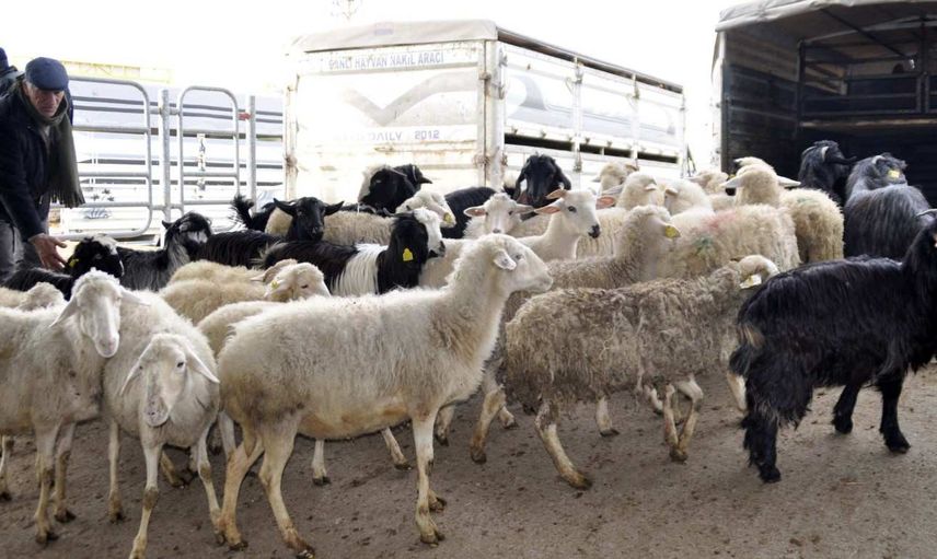 Afyon kurbanlık fiyatları ne kadar? 2022 Afyonkarahisar büyükbaş, küçükbaş kurbanlık hisse fiyatları