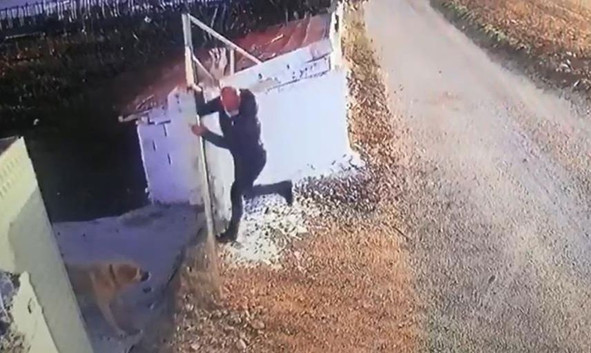 Afyonkarahisar'da Öğretmene Köpek Saldırısı: 2 Metrelik Duvara Tırmandı Ama Engel Olamadı