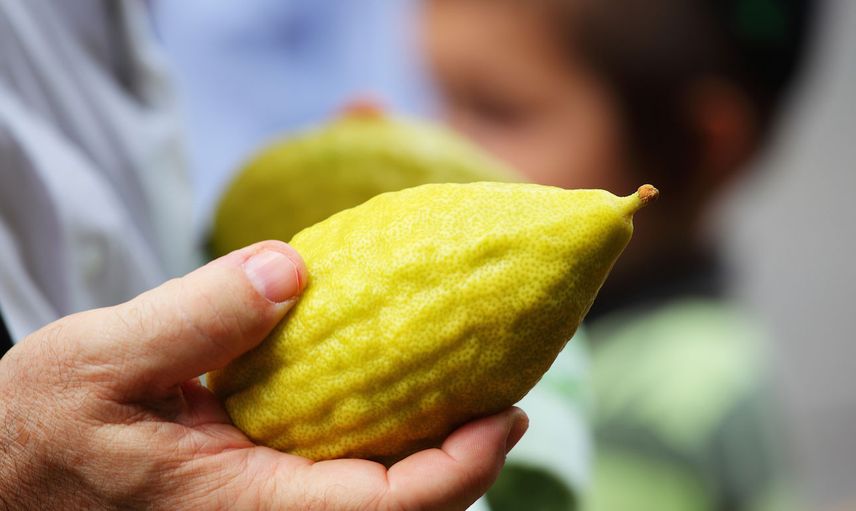 Ağaç Kavunu Nedir, Faydaları Nelerdir?