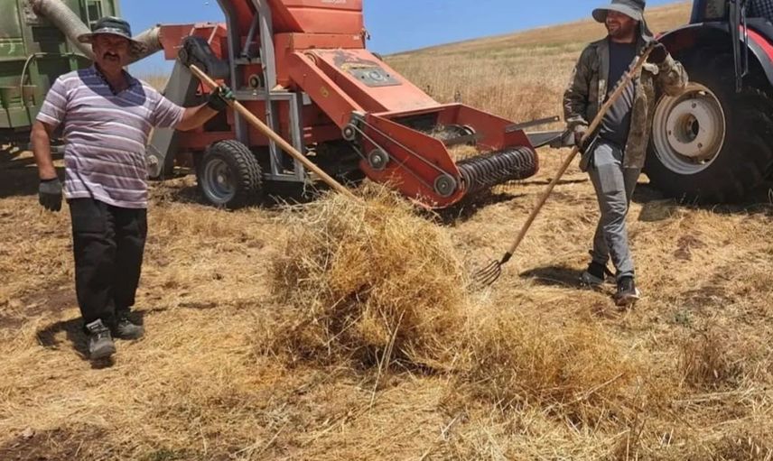 Ağın'da mercimek tohumluklarında hasat kontrolleri