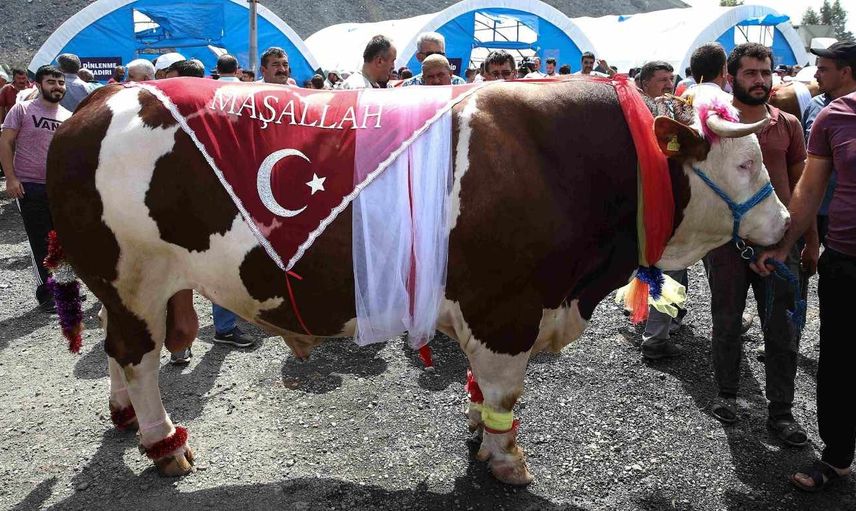 Ağrı kurbanlık fiyatları ne kadar? 2022 Ağrı büyükbaş, küçükbaş kurbanlık hisse fiyatları