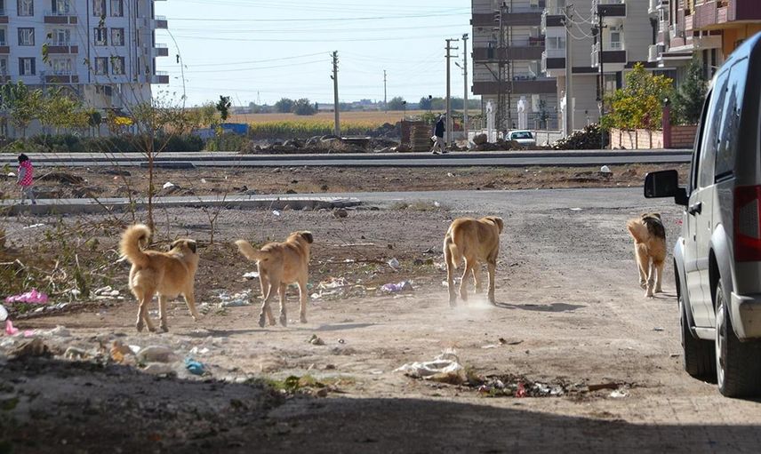 Ağrı'da sokağa bırakılan başıboş köpekler yine bir can aldı! Daha 2 yaşında olan bir çocuk yaşamını yitirdi!