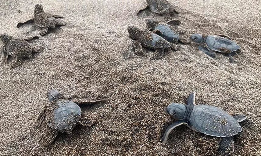 Alanya'da Caretta Carettalar Denizle Buluştu!