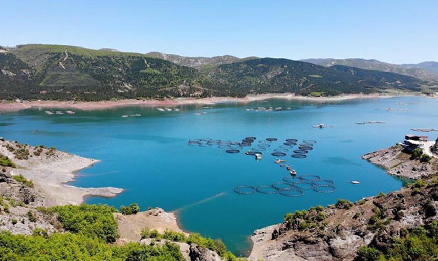 Almus Baraj Gölünde Üretilen Somonlar İhraç Ediliyor