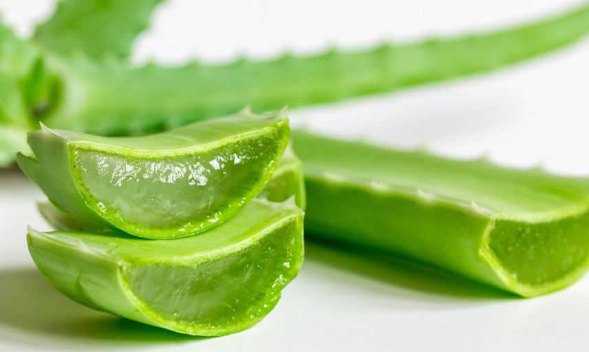 Aloe veranın faydaları nelerdir, bakımı nasıl yapılır? Şifalı yapraklarıyla doğal merhem aloe veranın cilde yararları