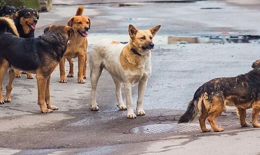 Ankara Valiliği’nden kuduz köpek açıklaması: ‘Yeri tespit edilen hayvanlar karantinaya alınmıştır’
