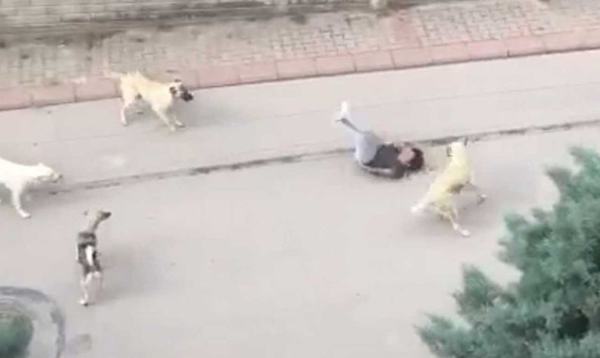 Ankara'da başıboş köpek faciası: Yolda yürüyen çocuğa 6 köpek saldırdı