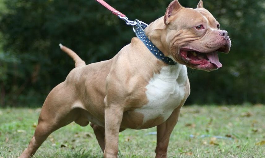 Ankara'da Bir Pitbull Saldırısı Daha! 10 Yaşındaki Çocuğa Saldırdılar