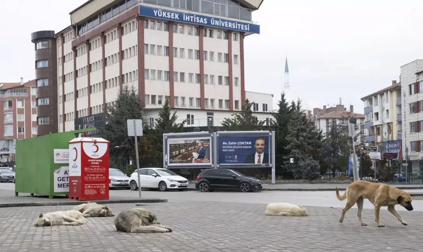 Ankara'da köpek dehşeti: Çocuğu ağır yaraladılar! Mahalle sakinleri isyan etti