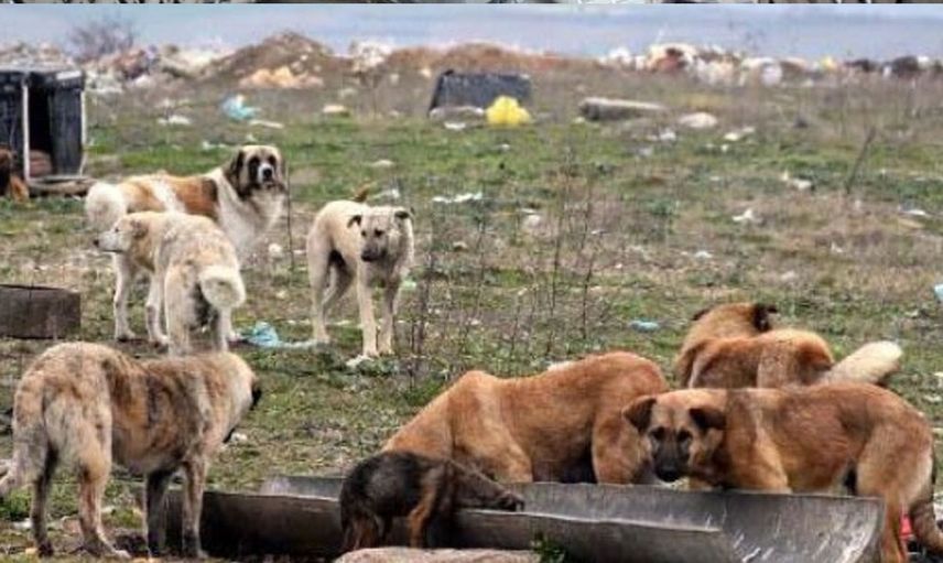 Ankara'da Köpek Sürüsü 12 Yaşındaki Çocuğu Ağır Yaraladı!