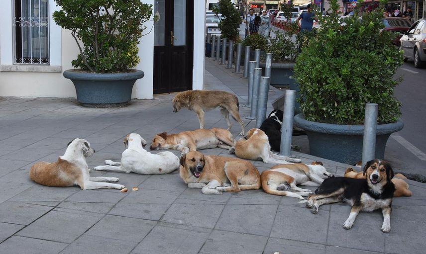 Ankara'da Okuldan Dönen 12 Yaşındaki Çocuk Sokak Köpeklerin Saldırısına Uğradı!