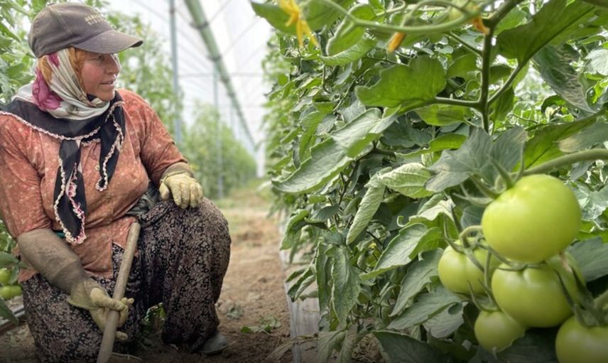 Sebze Üretiminde Türkiye’nin Lideri Antalya