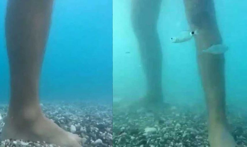 Antalya'da artan balık ısırmaları ile ilgili uzman isim açıklamalarda bulundu! 'Ayak bakımı yapıyorlar'