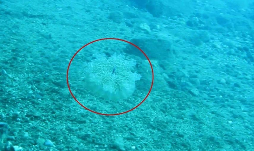 Antalya'da Elektrik Gibi Çarpan Denizanası!