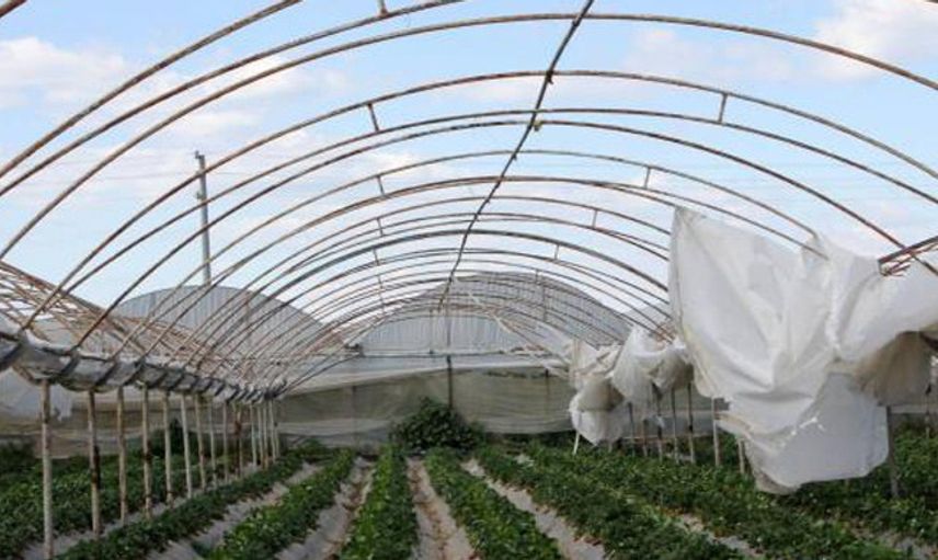 Antalya'da Fırtına Ürünlere Zarar Verdi