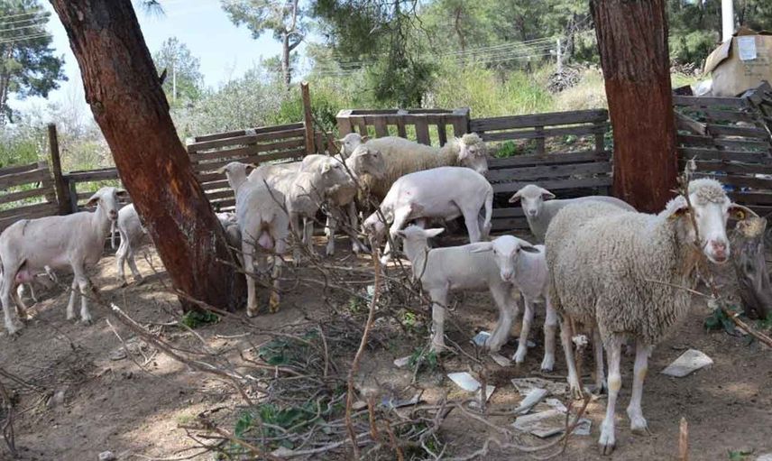 Antalya'da koyun kırkma işinden 60 bin TL kazanıyorlar: Yapılacak en iyi meslek!