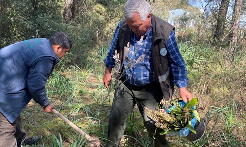Antalya'da Orkide Toplayanlara 160 Bin Lira Ceza