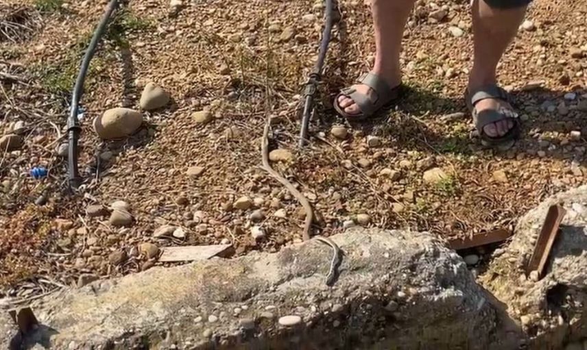Antalya'da yılanı öldürdüm dedi, 22 bin TL ceza yedi