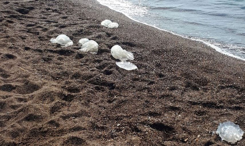 Antalya’da yüzlerce denizanası neden kıyıya vurdu?