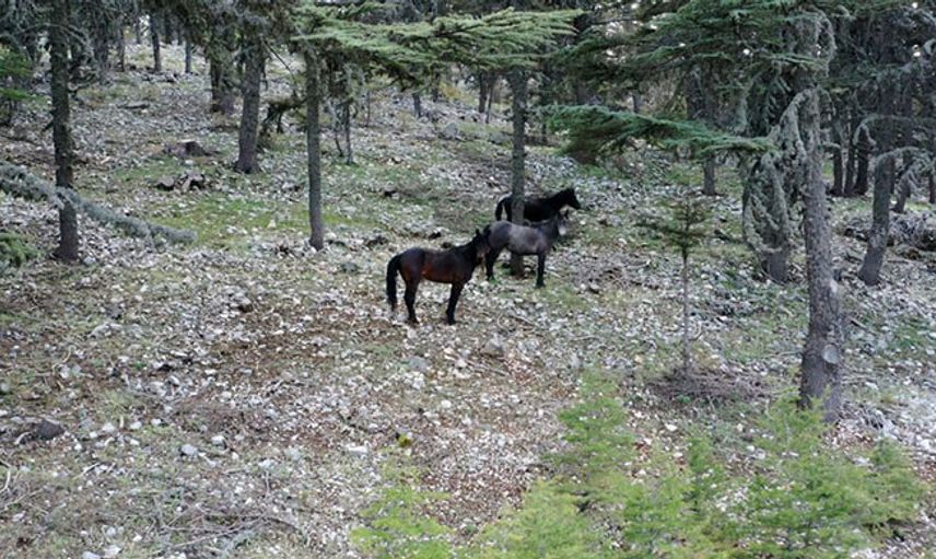 Antalya’nın Sedir Ormanlarında Yılkı Atları Dolaşıyor