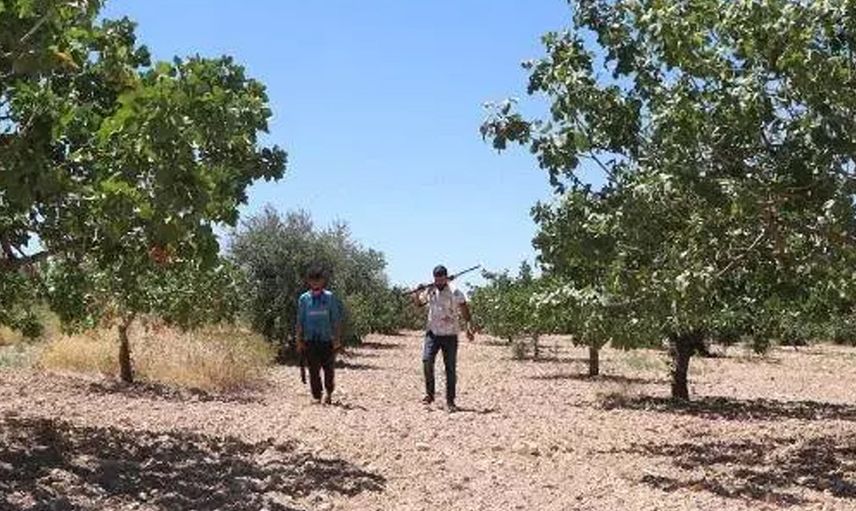Antep fıstığının hasadı başladı: Kilosu 200 TL’den satılıyor
