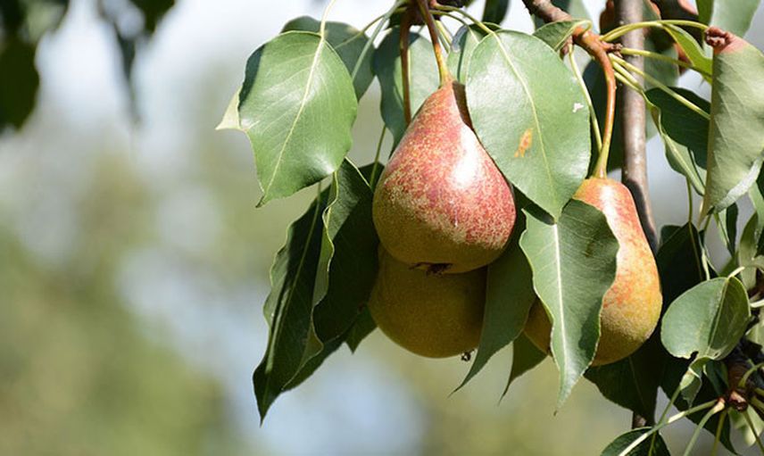 Armut Hangi Mevsimde Yetişir?