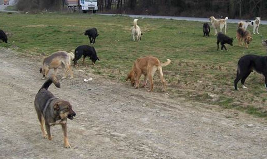 Artvin'de başıboş sokak köpek dehşeti: Küçük çocukların olduğu okulun bahçesini istila ettiler!