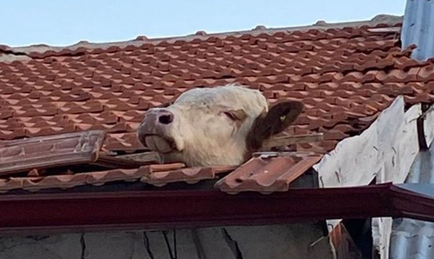 Aşıdan Çatıya Kaçan Dana, Kiremitlere Sıkıştı