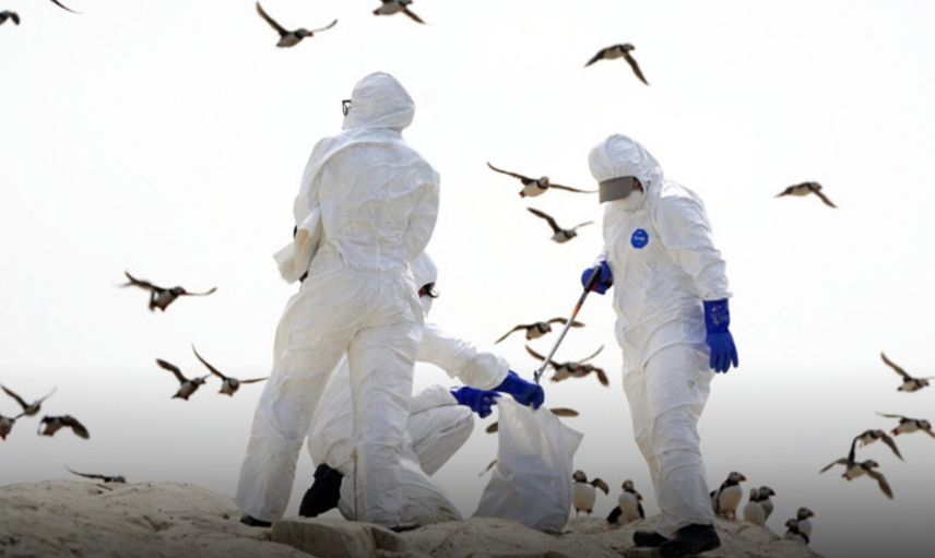 Avustralya’da H5N1 Alarmı: İlk Şüpheli Kuş Gribi Vakası Tespit Edildi