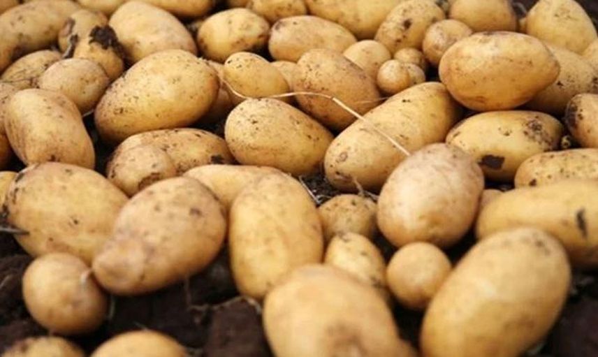 Ayçiçek ve şeker krizinden sonra sıra patateste: 26 il karantinaya alındı!