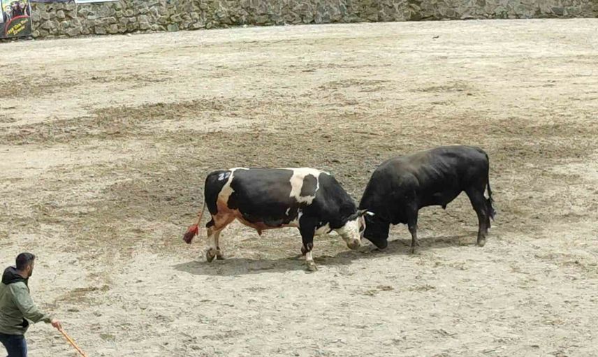 Ayder'de boğa güreşleri heyecanı yaşandı
