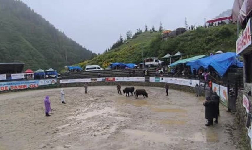 Ayder'de boğa güreşleri sağanak yağışa rağmen heyecanlı başladı