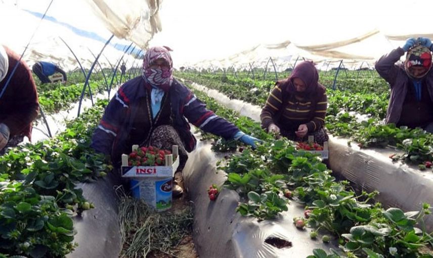 Aydın'da Çilek Sezonu Başladı