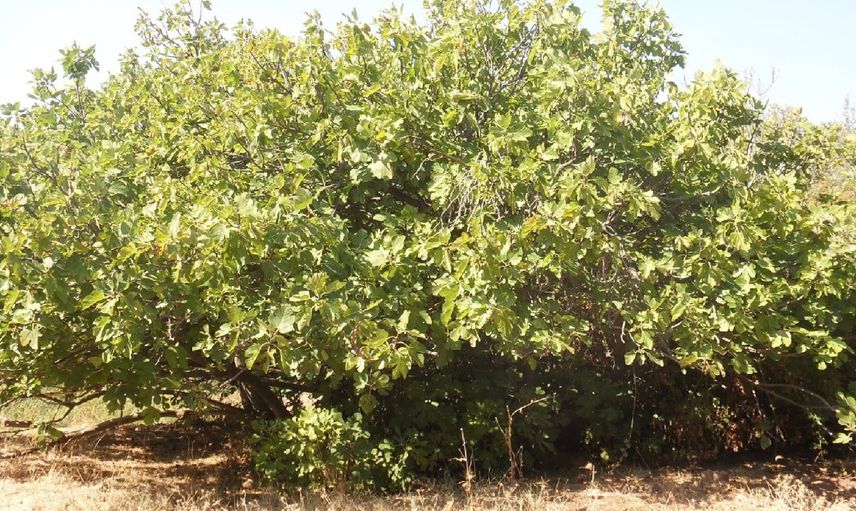 Aydın’da kuraklık alarmı: Milyonlarca incir ağacı kuruma tehlikesiyle karşı karşıya