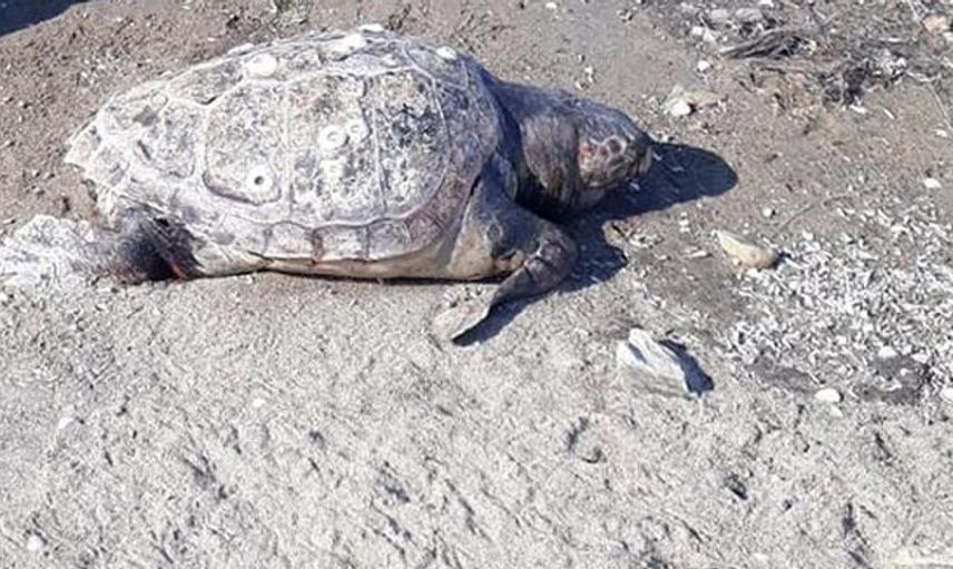 Ayvalık Sahilde 130 Kiloluk Kaplumbağa Bulundu