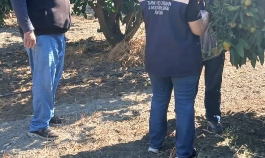Söke'de tarımsal ürünlerde pestisit denetimi sürüyor