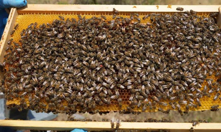 Kastamonu'da kestane balı hasadı başladı