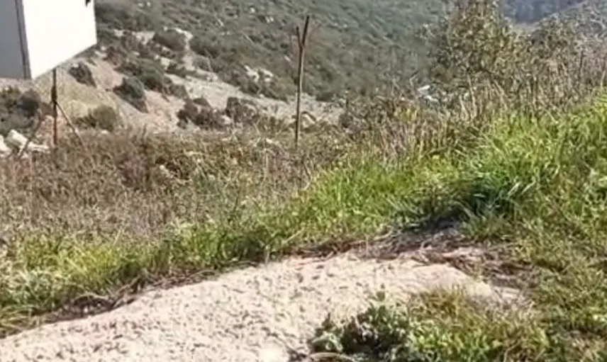 Yayladağı'nda bir yılan daha doğaya geri döndü