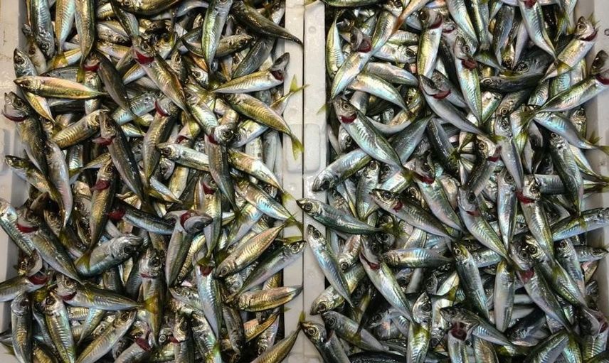 Karadeniz'de balıkçılara kota hatırlatması: Hamsi ve istavrit avcılığında sürdürülebilirlik ön planda