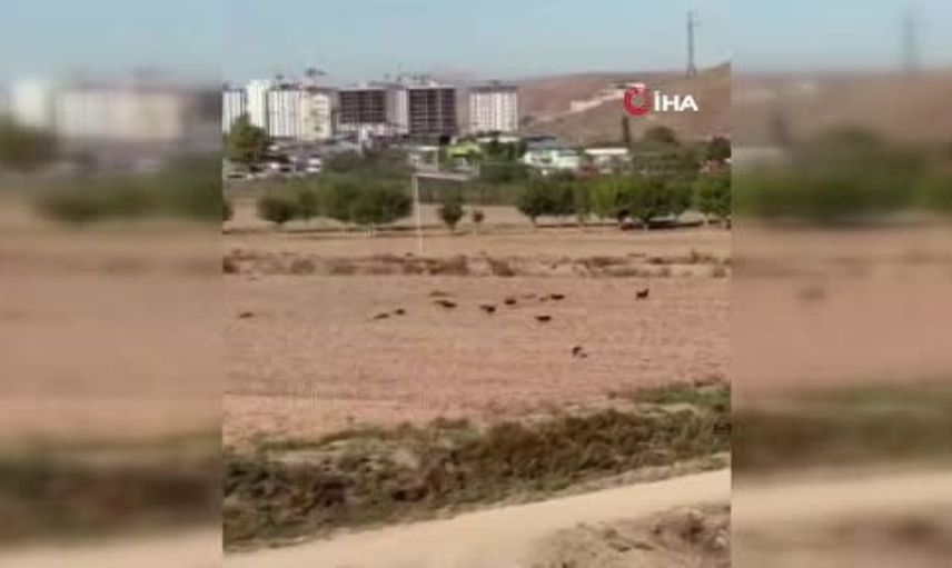 Polatlı'da başıboş köpekler koyuna saldırdı: O anlar kamera kaydında